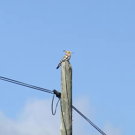 Holiday home El Chorrillo *